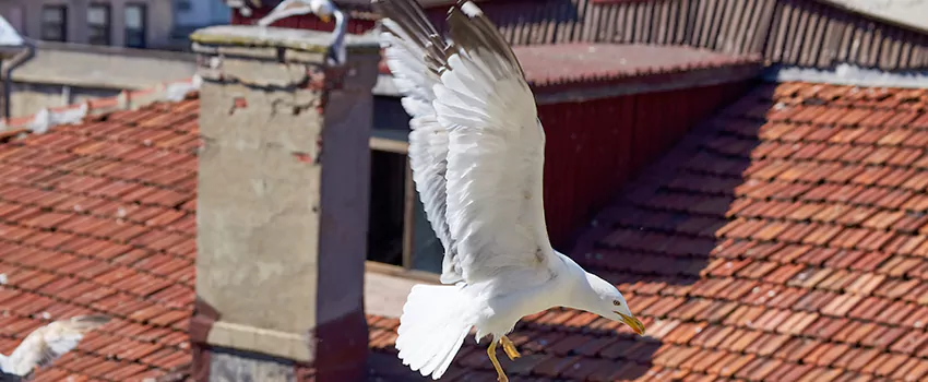 Residential Chimney Animal Removal Solution in McAlester, OK